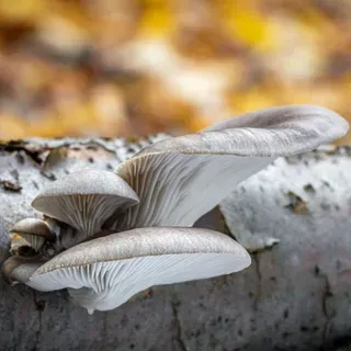thumbnail for publication: Oyster Mushrooms